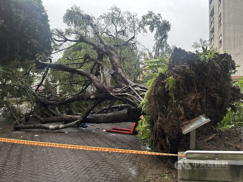 逢甲大學校內榕樹大道13日發生大榕樹傾倒，壓傷行經該處的學生，造成1死3傷。校方表示，目前校內131棵喬木將進行體檢，維護校園安全。中央社記者趙麗妍攝  114年6月14日