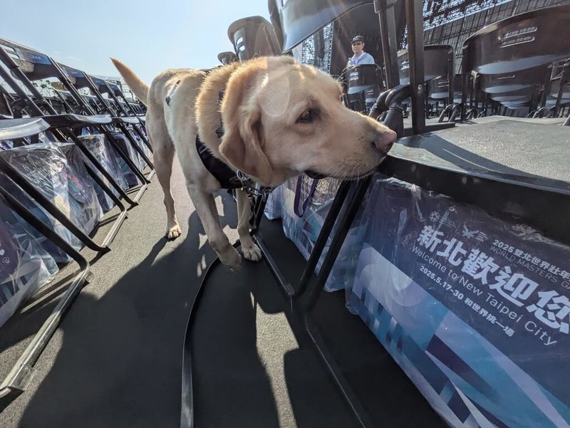 新北市政府動物保護防疫處慶祝警察節,為感謝警犬在各項勤務中與員警並肩作戰、默默守護城市安全,除協助警犬健檢,還提供健康大禮包。圖為警犬執勤情形。(動保處提供)中央社記者王鴻國傳真 114年6月15日