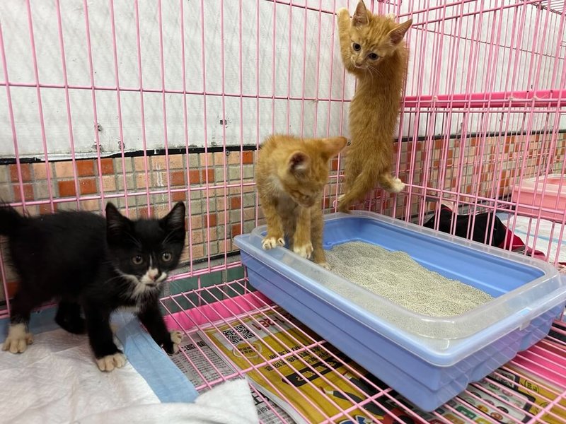 宜蘭縣流浪動物中途之家遭指控未積極控制貓瘟。宜蘭縣動植物防疫所表示,目前無大規模貓瘟疫情,但貓瘟是常見傳染病,幼貓感染風險高,發現疑似病例都會即時隔離治療,避免造成嚴重傳染。(宜蘭縣動植物防疫所提供)中央社記者王朝鈺傳真 114年6月16日