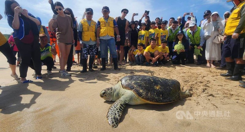 澎湖漁業生物研究中心表示,16日野放10隻保育類海龜,大都是在海上意外觸網或擱淺礁石等,經民眾拾獲送交海龜收容救護中心觀察,身體恢復良好,配合海龜日野放,重返熟悉的大海。中央社 114年6月16日