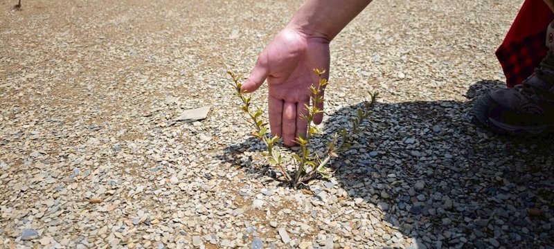 太魯閣國家公園管理處為改善合歡北峰3246鞍地(山友習稱為北峰小溪營地)地面裸露植被無法生長問題,試辦原生植栽復育工作,經1年觀察,苗木有不錯的存活率,近期將再度上山栽種。(太管處提供)中央社記者張祈傳真 114年6月17日