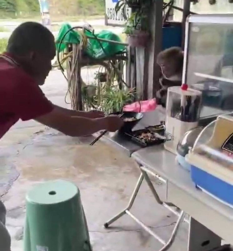 台中市和平區竹林部落內一家小吃店,17日遭台灣獼猴闖入,獼猴跳上桌,與客人互搶一碗麵。(民眾提供)中央社記者趙麗妍傳真 114年6月17日