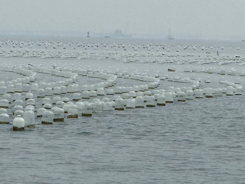 金廈海域間存在數十公頃未經金門縣政府核准架設蚵架,產業發展處表示,盼中央應允採取民國94年處理模式,即准許中國漁民進入非法牡蠣養殖區,自行拆除設施帶回,並由海巡單位全程戒護監管,以彰顯海域主權及杜絕違法情事。圖為檳榔嶼海域架設蚵架現況。(金門縣產業發展處提供)中央社記者吳玟嶸傳真 114年6月18日
