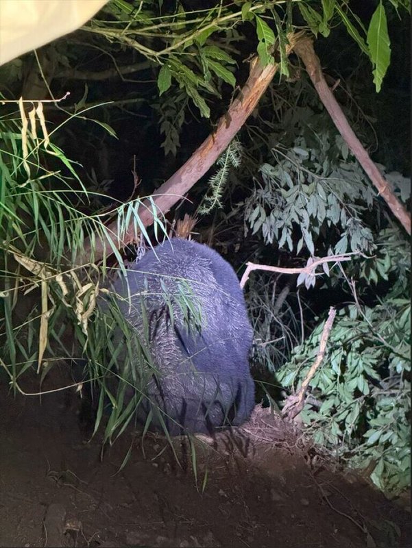 農業部林業及自然保育署台中分署17日在武陵山莊附近樹林發現一隻台灣黑熊受困陷阱,醫療團隊深夜抵達黑熊受困地點啟動救援。(林保署台中分署提供)中央社記者郝雪卿傳真 114年6月18日