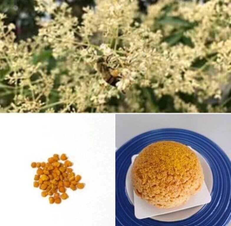 農業部苗栗區農業改良場研究發現光臘樹蜂花粉營養價值高,蛋白質含量高達21%,比等量雞蛋高出約10%,其因香氣濃郁也可添加於烘焙食品中,不僅營養加分,更為糕點增添風味與賣相。(苗栗農改場提供)中央社記者汪淑芬傳真 114年6月18日