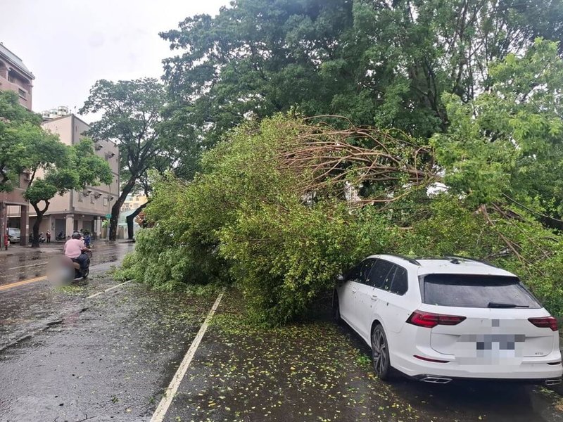 高雄市楠梓區19日下午強風大雨,學專路附近有路樹傾倒,壓住2輛停放路邊車輛,幸未造成人員受傷受困。(高雄市警察局楠梓分局提供)中央社記者張已亷傳真 114年6月19日