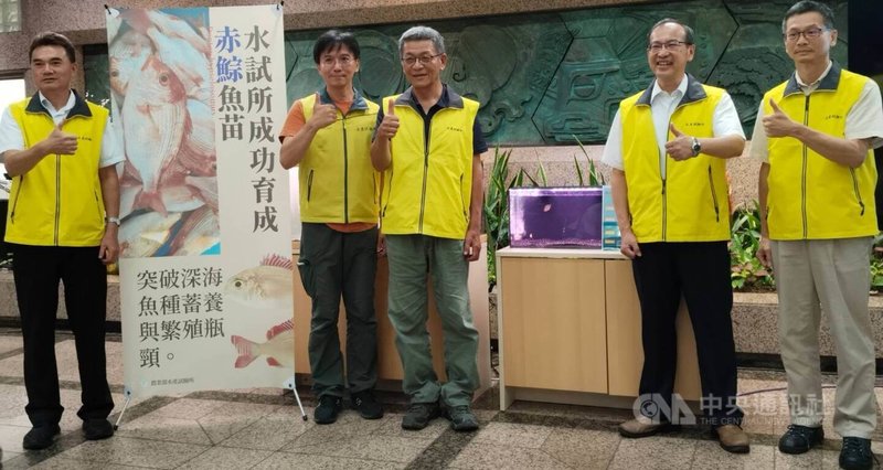 農業部水產試驗所突破深海魚「赤鯮」蓄養與繁殖瓶頸,領先國際成功育成魚苗,未來將以放流方式增裕漁業資源,19日舉行記者會介紹相關技術突破。中央社記者汪淑芬攝 114年6月19日