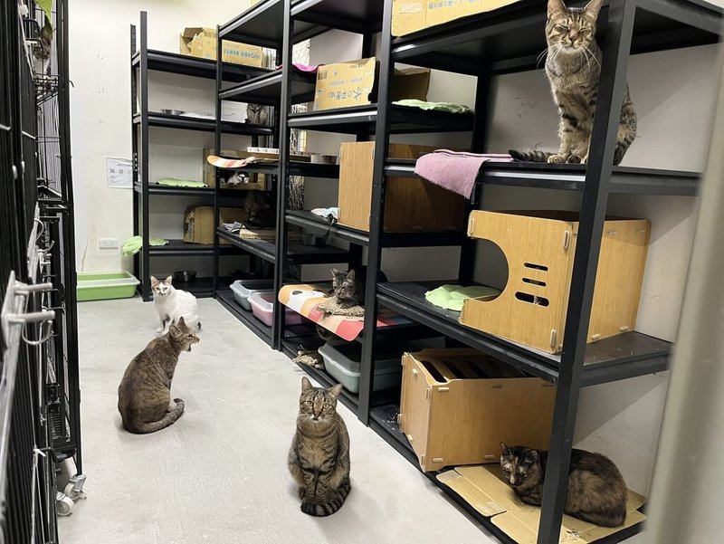 台北市動物保護處20日表示,動物之家中繼園區收容約370隻浪貓,為營造符合貓咪天性的生活環境,改造後貓舍互動區域內也設置多層跳台及躲藏空間,提供貓可探索、攀爬、休憩的行為需求。(動保處提供)中央社記者劉建邦傳真 114年6月20日