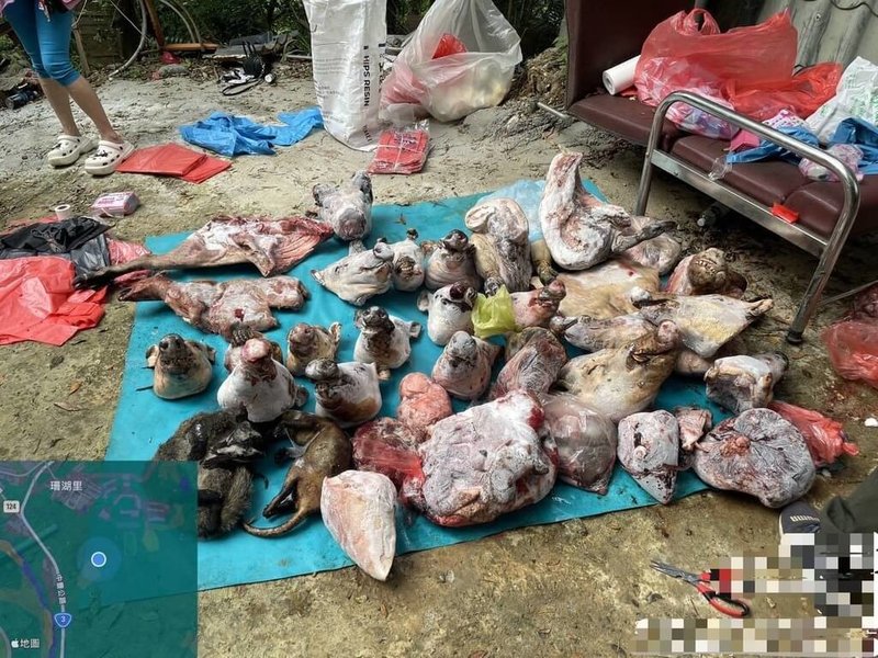 動保團體新竹縣流浪動物珍愛協會追查通報在苗栗縣頭份山區發現非法狗肉販售集團的冷凍倉庫,縣府農業處、動物保護防疫所會同警方到場,清查倉庫冰櫃內存放約800公斤山羌、水鹿、山豬等不明來源野生動物肉體。(苗栗縣動物保護防疫所提供)中央社記者管瑞平傳真 114年6月20日