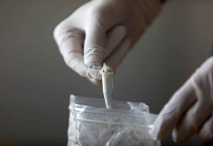 芬太尼前體物質。(路透社)