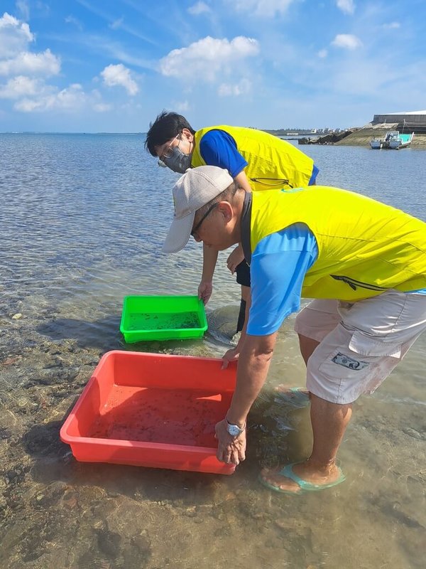 活化石三棘鱟長期受到人為捕撈及棲地環境破壞影響,族群數量持續減少,農業部水產試驗所20日在澎湖縣放流2000隻人工培育的三棘鱟稚鱟,盼能增加野外族群數量。(農業部水試所提供)中央社記者吳欣紜傳真 114年6月20日