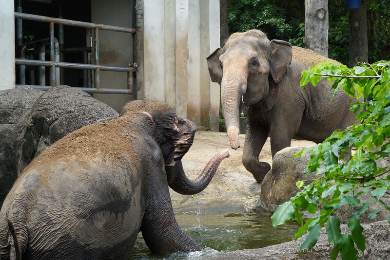 台北市立動物園21日表示,亞洲象「友信」和「友愷」最近常常相約戲水,除善用鼻子捲起池邊植物當點心吃,還會自備SPA沖背,上岸前後也不忘把沙土灑到背上預防曬傷。(台北市立動物園提供)中央社記者陳昱婷傳真 114年6月21日