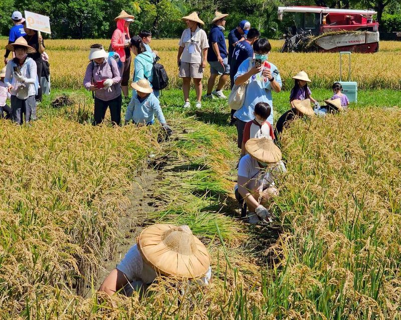 六堆客家文化園區每年推出農事學堂，2月時插秧活動的稻穀已經成熟，200名大小朋友22日前往體驗客庄最重要的水稻收割等農事工作。（六堆客家文化園區提供）中央社記者李卉婷傳真 114年6月22日