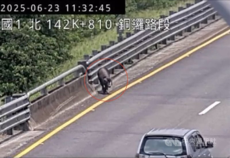 國道1號北上苗栗銅鑼路段23日出現一隻黑豬穿梭在車道上,國道警方查出,豬隻是從一輛貨車掉落,將對貨車駕駛開罰。(翻攝自國道即時路況)中央社記者管瑞平傳真 114年6月23日