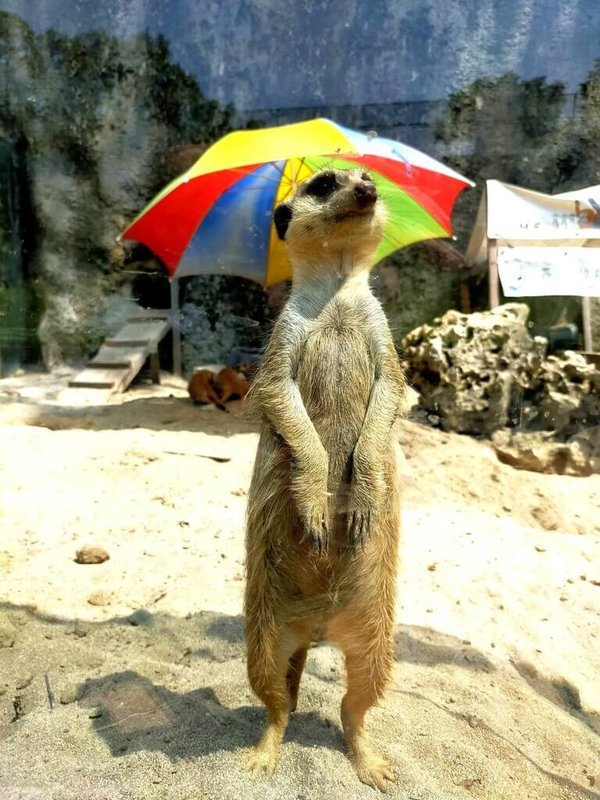 高雄壽山動物園23日表示,暑假全國12歲以下兒童將可免費入園,且假日延長開園時間至下午6時30分。圖為壽山動物園的狐獴。(高雄市觀光局提供)中央社記者蔡孟妤傳真 114年6月23日