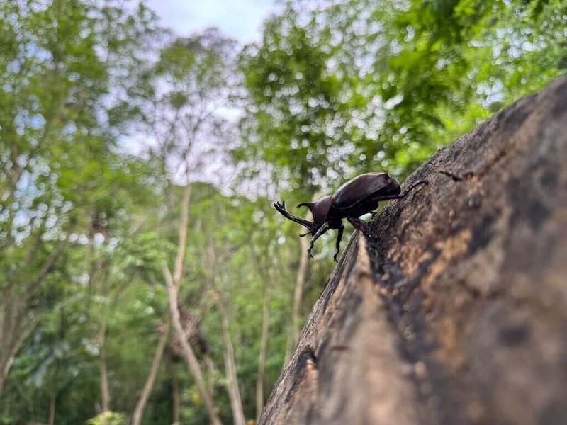 高雄市燕巢區烏山頂泥火山地景自然保留區內的獨角仙,每年5月至8月是活躍的季節,日前在許多光蠟樹上已可看到為數不少的獨角仙。(高雄市農業局提供)中央社記者蔡孟妤傳真 114年6月24日