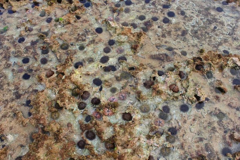 小琉球肚仔坪潮間帶因過量梅氏長海膽與口鰓海膽持續啃蝕珊瑚礁,導致棲地遭破壞,珊瑚礁表面光禿且布滿坑洞,生物多樣性急劇下降。(屏東縣海洋及漁業事務管理所提供)中央社記者黃郁菁傳真 114年6月24日