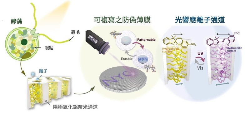 陽明交通大學和德國組成的團隊合作,在奈米孔道中添加會對光產生反應的高分子材料,建構出具開關功能的光控離子通道,來可應用於光學防偽標籤。(陽明交大提供)中央社記者許秩維傳真 114年6月24日