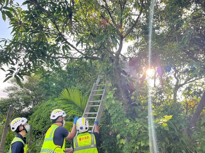 台中市73歲吳姓男子日前到石岡區整理自家果園時看見芒果樹結果,他爬上約3公尺高的樹上後,疑因單腳踩空卡在樹梢近1小時,警消獲報協助脫困。(民眾提供)中央社記者趙麗妍傳真 114年6月25日