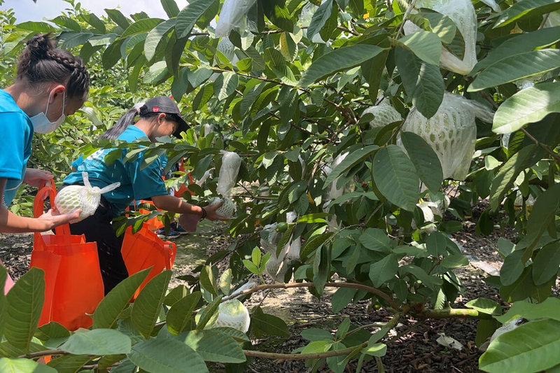 台南市農業局與山上區農會25日舉辦「甘芭搖搖」食農體驗活動,安排參加民眾到果園體驗採果。(台南市政府提供)中央社記者楊思瑞台南傳真 114年6月25日