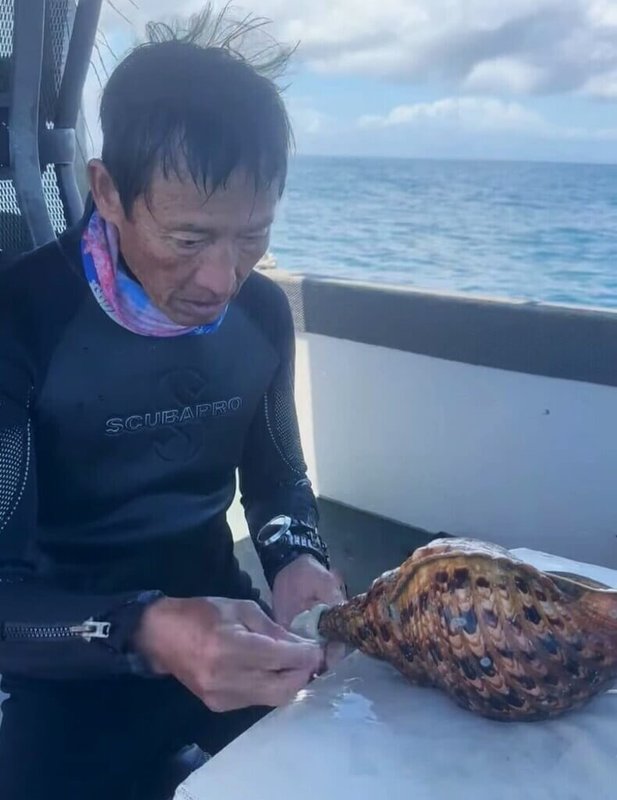 在澎湖望安東吉嶼進行潛水保育巡查的海洋志工陳盡川,在海上漂流了4個小時,24日晚間在帆船外礁平安獲救。圖為陳盡川先前為大法螺進行標記並野放。(陳盡川提供)中央社 114年6月25日