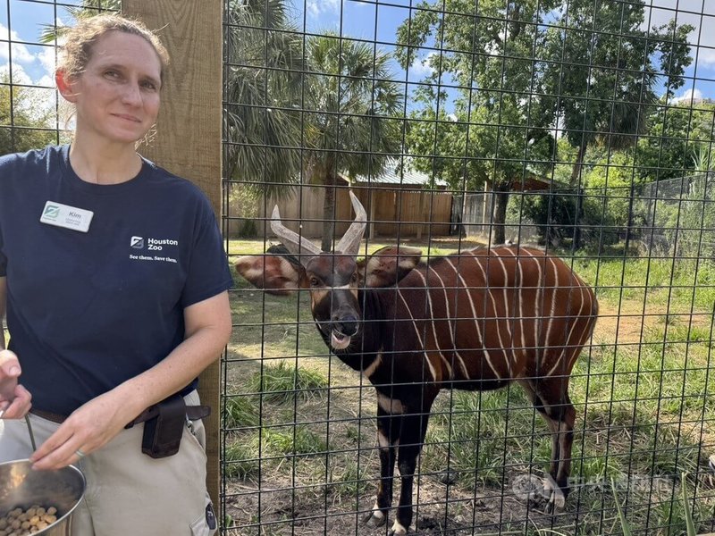 避免台北市立動物園的斑哥羚羊斷香火,休士頓動物園將送一隻名叫Harris的斑哥羚羊來台繁衍。中央社記者余曉涵攝 114年6月27日
