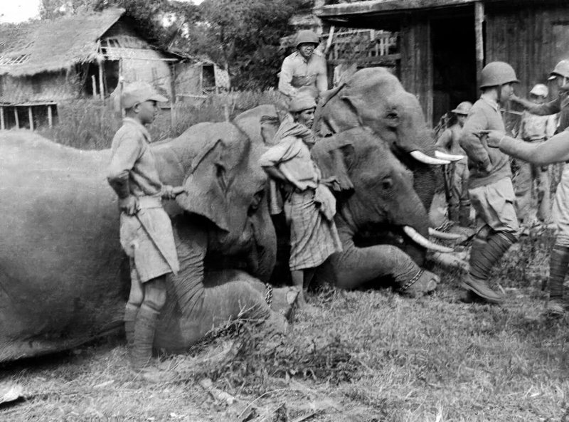 新一軍新30師1944年11月攻打南坎,派兵強渡瑞麗江從日軍擄獲林旺在內13頭大象權充橋墩,讓部隊踏著象背,祕密過江突擊日軍。(羅廣仁提供)中央社記者吳書緯傳真 114年6月27日