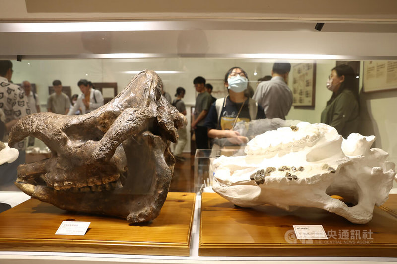 台灣博物館推出以犀牛為主題特展「臺灣有犀」,27日下午舉行開幕典禮,展覽集結多件重量級典藏,包括早坂犀牛模型標本等展品,吸引民眾駐足觀賞。中央社記者王騰毅攝 114年6月27日