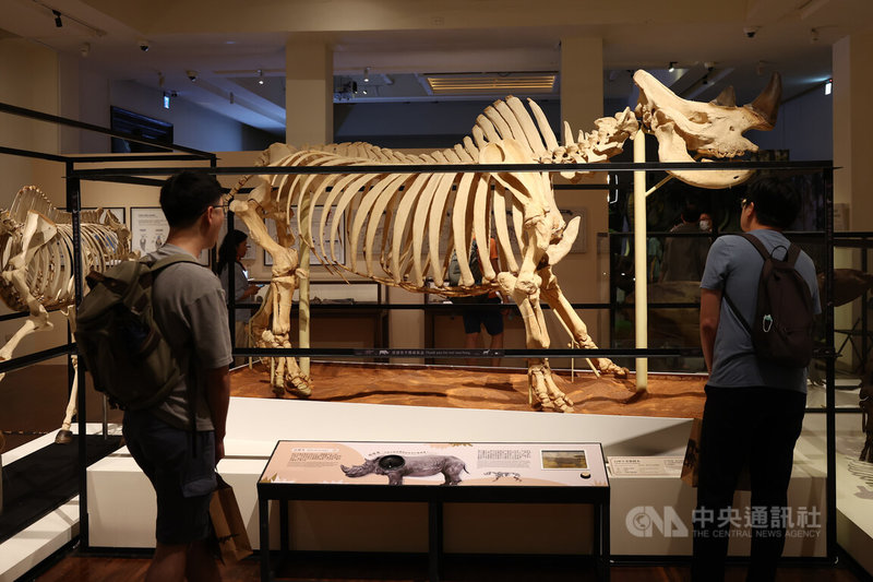 台灣博物館全新犀牛主題特展「臺灣有犀」27日舉行開幕典禮,展覽集結多件重量級典藏,包括格外吸睛的白犀牛全副骨骼(圖)等。中央社記者王騰毅攝 114年6月27日