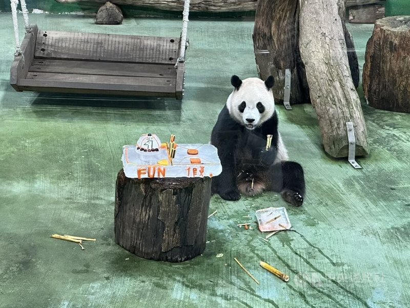 台北市立動物園大貓熊「圓寶」28日滿5歲,園方以新鮮水果、甘蔗、紅蘿蔔特製冰塊蛋糕,祝福「圓寶」生日快樂。中央社記者陳昱婷攝 114年6月28日