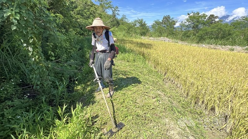羅茂祥是台東池上地區農會目前最年長、每日風雨無阻下田工作的會員,也是台東縱谷最後一名以傳統牛耕種稻、人力收割的老農。中央社記者盧太城台東攝 114年6月28日