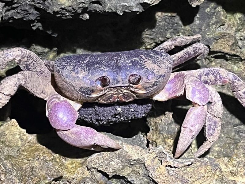 小琉球陸蟹每年5至10月為降海釋幼期,抱卵紫地蟹在遷徒過程中,面臨重重路殺危機。(小琉球陸蟹志工提供)中央社記者黃郁菁傳真 114年6月29日