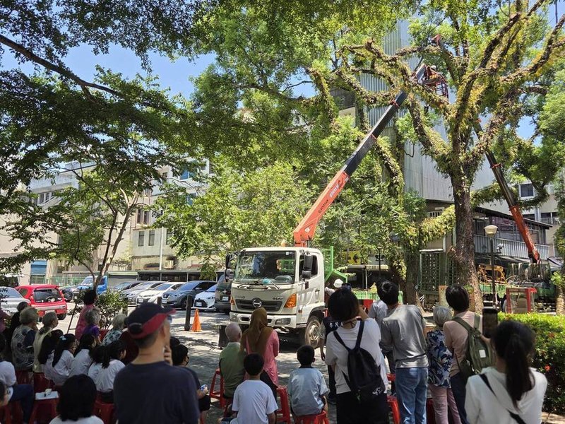 宜蘭縣文化景觀「宜蘭醫院老樹群」相傳是歌手羅大佑創作名曲「童年」靈感,其中1棵樟樹因患褐根病死亡,縣府近日舉辦環境教育活動,了解枯立木移除目的,觀察鋸除過程。(宜蘭縣樹藝景觀所提供)中央社記者王朝鈺傳真 114年6月29日