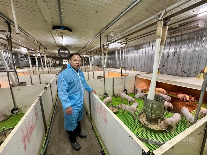 農業部推動養豬場轉型升級,翻轉形象。立富畜牧場負責人劉芸富引進歐式塑膠高床設計,兼具保暖性,特別適合小豬,糞尿可透過縫隙掉落至底下池子,將豬隻與排泄物隔絕,改善臭味與衛生。中央社記者鄭維真攝 114年6月29日