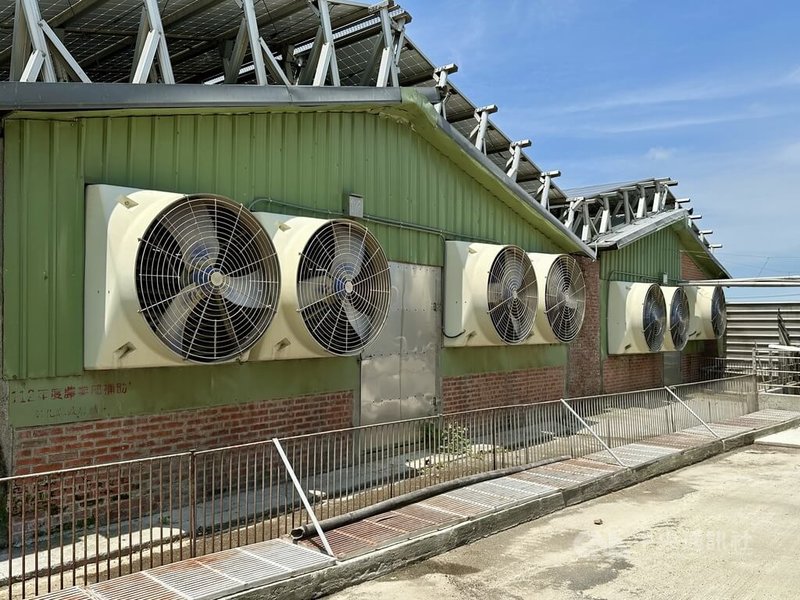 農業部推動養豬場轉型升級,彰化縣立富畜牧場藉由農業部補助計畫,豬舍採用歐盟IE5最高等級節能風機,有效降低耗能並提升能源效率。中央社記者鄭維真攝 114年6月29日