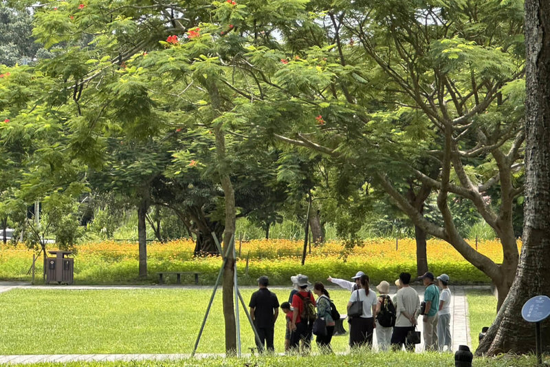 台南山上花園水道博物館規劃在夏季打造波斯菊花海景觀,近日逐漸綻放,不少遊客前往賞花拍照。(台南市文化局提供)中央社記者楊思瑞台南傳真 114年6月29日