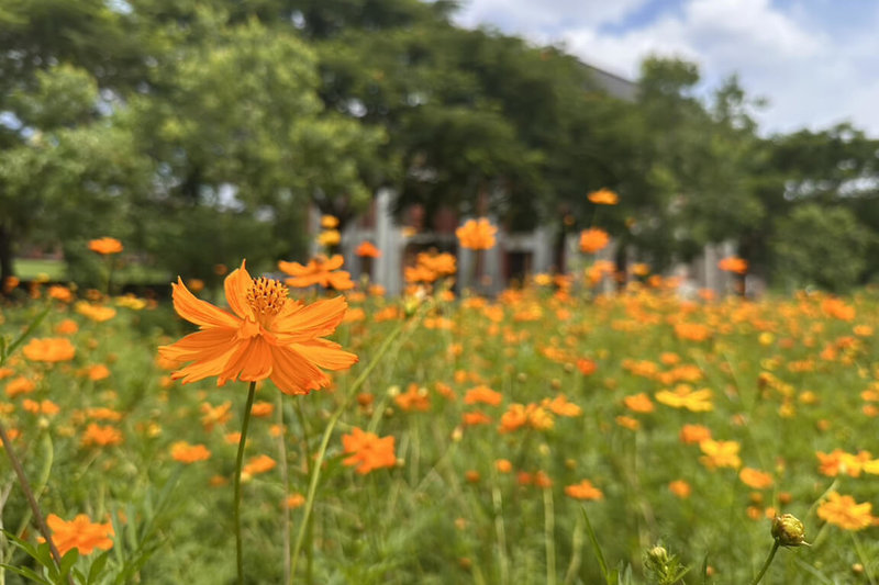 台南山上花園水道博物館規劃打造夏季較少見波斯菊花海景觀,撒下種子後經梅雨助攻,近日已逐漸綻放。(台南市文化局提供)中央社記者楊思瑞台南傳真 114年6月29日