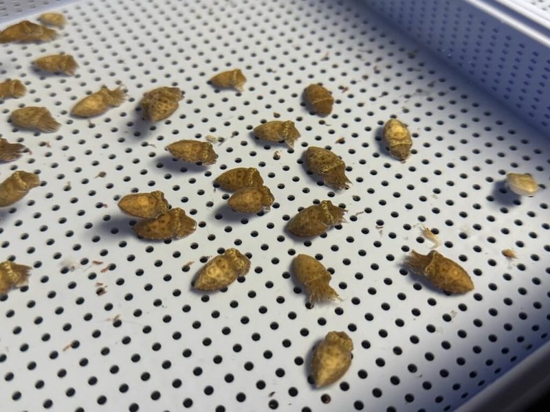 清華大學生醫學院教授焦傳金帶領團隊長期關注虎斑烏賊(俗稱花枝)行為研究,目前實驗室約有150隻剛孵化、約1個月大的花枝小寶寶,每天光餵食三餐、監測水質、整理環境及照顧起居,起碼就要花上4至5小時。(清華大學提供)中央社記者郭宣彣傳真 114年6月30日