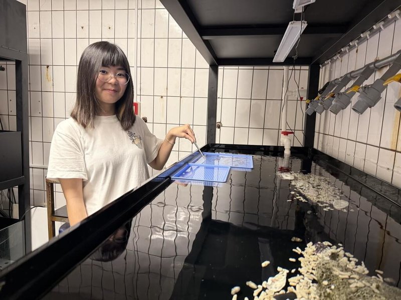 清華大學為深入觀察烏賊(俗稱花枝)成長與行為,教授焦傳金實驗室貼出徵工讀生訊息,內容為「餵烏賊、測水質、整理照顧花枝房」,且要協助購買小魚小蝦,引起討論,目前已找到工讀生。(清華大學提供)中央社記者郭宣彣傳真 114年6月30日