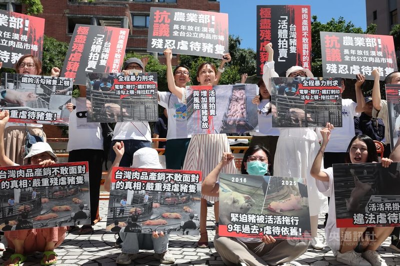 台灣動物社會研究會等多個民間團體30日上午前往農業部抗議,指出活體拍賣對豬隻的殘忍虐待,呼籲農業部正視並積極提出轉型政策。中央社記者趙世勳攝 114年6月30日