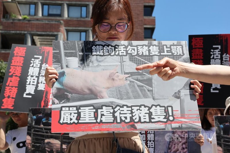 台灣動物社會研究會、台灣防止虐待動物協會、關懷生命協會等多個民間團體30日上午前往農業部抗議，揭露台灣每年約600萬隻豬在被屠宰前，被迫經歷暴力電擊、鞭打、鐵釘刺印、活勾上顎或不當拖拉等慘無人道的虐待折磨。中央社記者趙世勳攝  114年6月30日