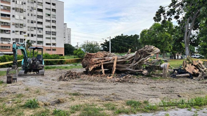 花蓮市舊田浦車站文化園區1棵百年老榕樹,被颱風吹倒後發現感染褐根病,經半年多搶救無效,決定移除;在地居民非常難過,反映沒有事先預告就移除、支解老樹。中央社記者李先鳳攝 114年6月30日