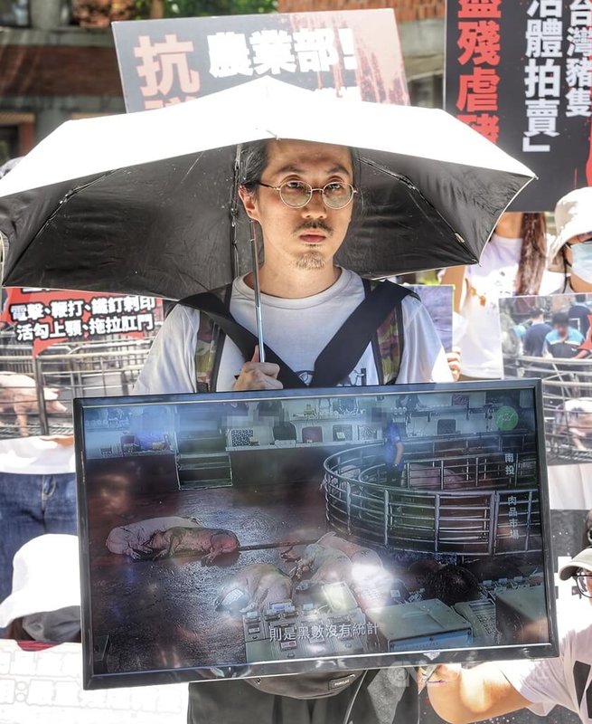 台灣動物社會研究會等民間團體30日上午於農業部前抗議台灣豬隻活體拍賣交易制度,對豬隻極盡殘忍虐待,並透過小螢幕播放相關畫面。中央社記者趙世勳攝 114年6月30日