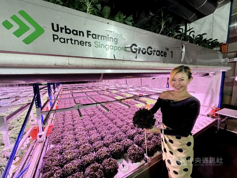 新加坡室內農場創辦人林冰心顛覆人們對傳統農夫的印象,將空氣處理設備、栽培等相關技術整合起來,運用工程與建築專業,打造室內農業環境。中央社記者吳昇鴻新加坡攝 114年7月1日