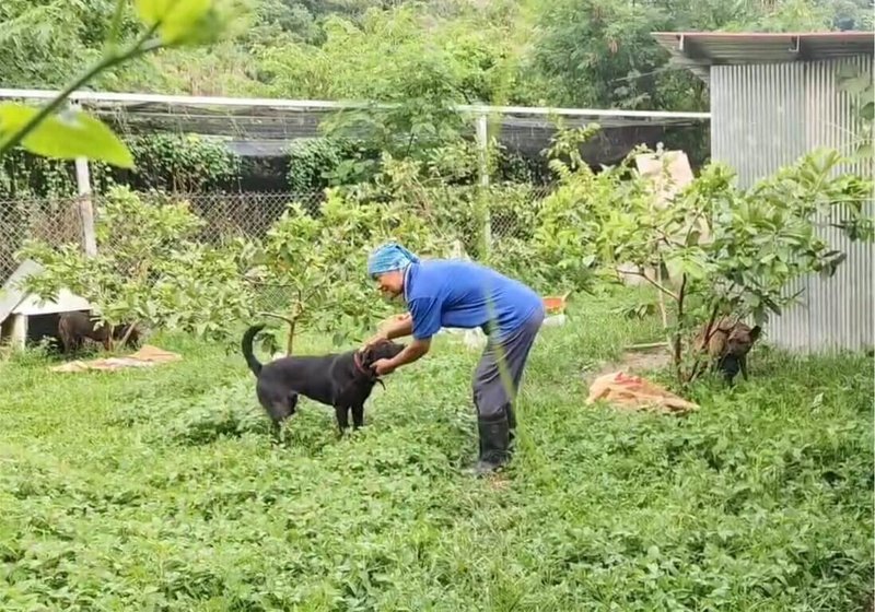高雄市動物保護處推動「送收容所毛小孩到桃花源」計畫,讓收容所毛孩成為果園守護者。(高雄市動物保護處提供)中央社記者蔡孟妤傳真 114年7月1日