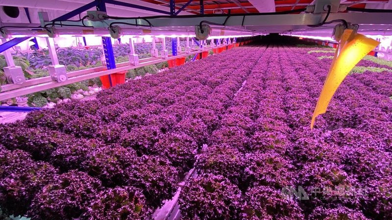 新加坡一處建築內的室內農場從荷蘭引進技術,設立高科技環境控溫。中央社記者吳昇鴻新加坡攝 114年7月1日