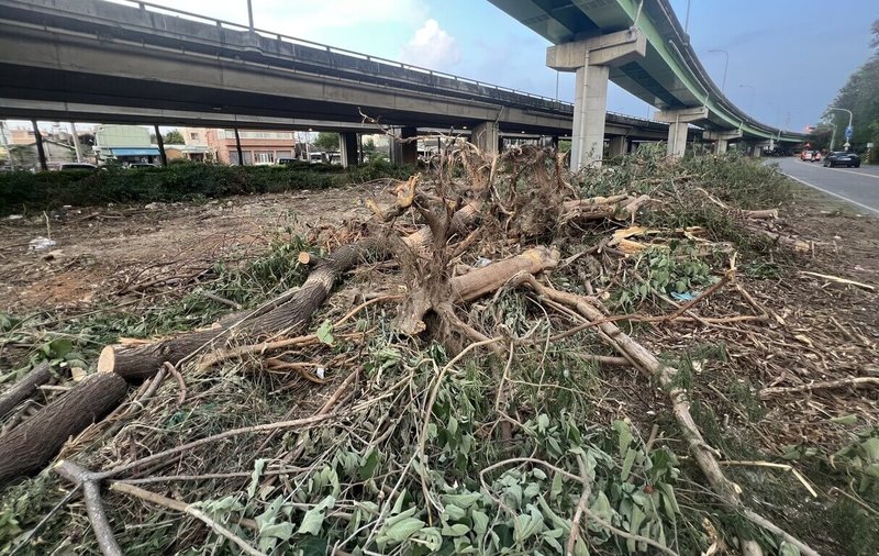 台74線台中市烏日區筏子溪旁路段近日進行路樹修剪作業，其中筏子東街一段樹木遭砍除，殘枝遍布地面，台灣護樹協會理事、醫師張豐年痛批是濫剪。（張豐年提供）中央社記者蘇木春傳真  114年7月2日