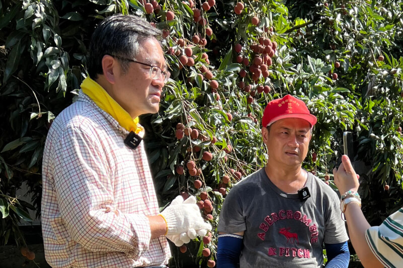 台中市霧峰區荔枝正值盛產期,霧峰區農會總幹事黃景建(左)化身「霧農大叔」拍攝宣傳影片,短短3天就破200萬瀏覽人次。(霧農大叔提供)中央社記者郝雪卿傳真 114年7月2日