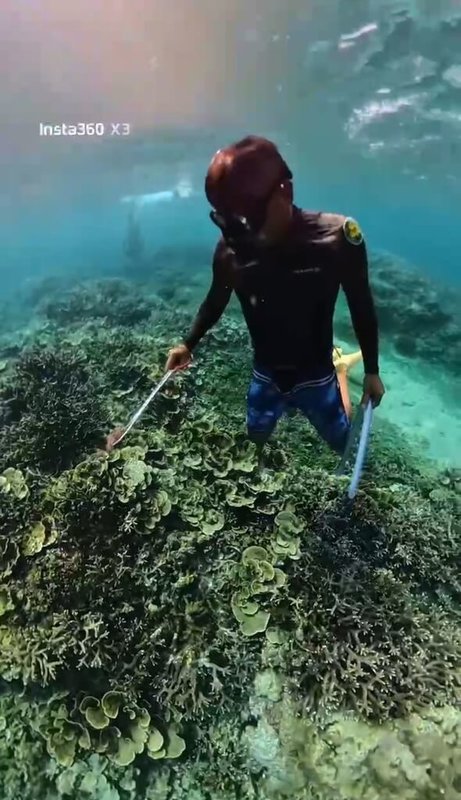 民眾5月下旬發現棘冠海星異常聚集澎湖海域，恐衝擊珊瑚覆蓋率，海洋委員會海洋保育署攜手民間單位，6月展開專案清除作業及啟動收購機制，總計移除回收224隻海星。（海保署提供）中央社記者張已亷傳真  114年7月2日