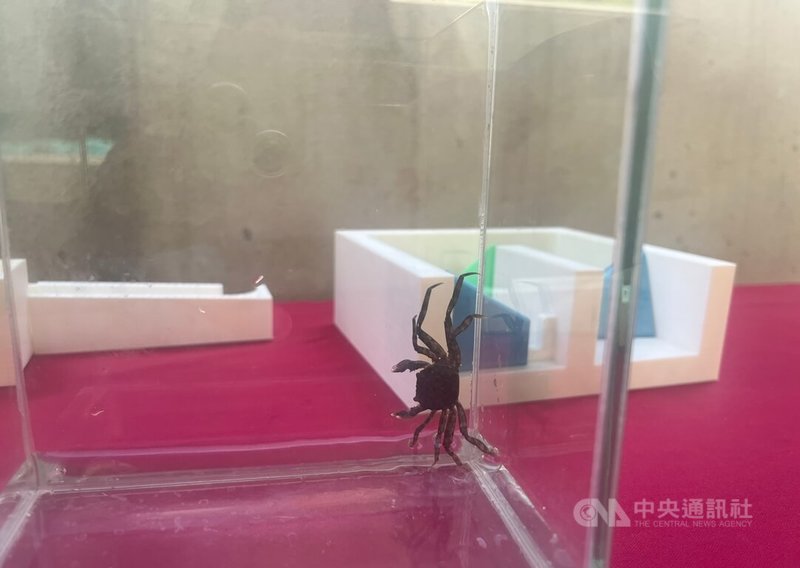 新北市水利局3日表示,考量到毛蟹在水泥魚道上溯的艱辛,碧潭堰魚道在設計之初即設置攀爬繩,114年再記錄到毛蟹(圖)洄游。中央社記者趙敏雅攝 114年7月3日